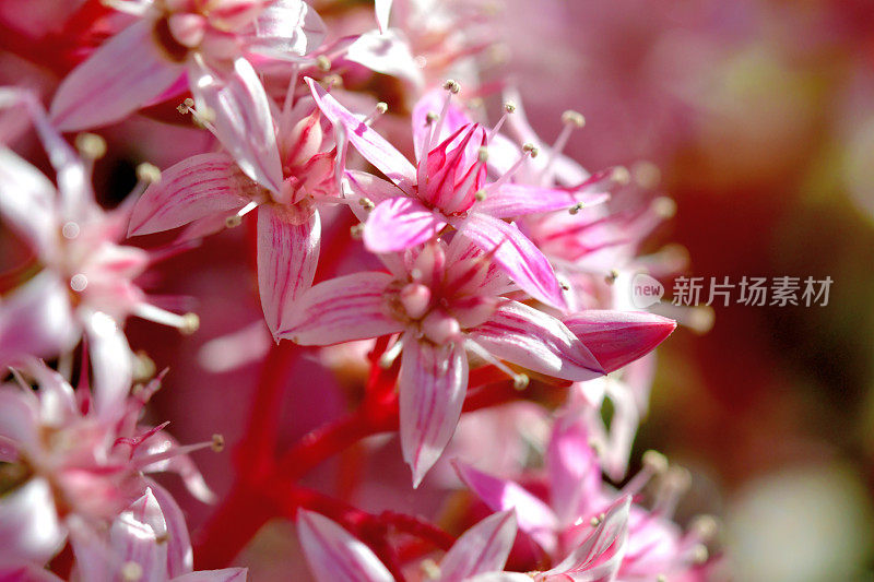 桂花/玉石植物/银杏花